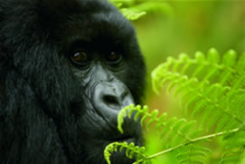 3 Days (Budget) Gorilla Trekking Safari Bwindi Uganda